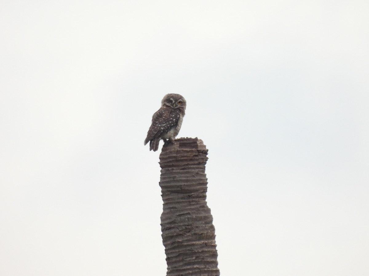 Spotted Owlet - ML638157817