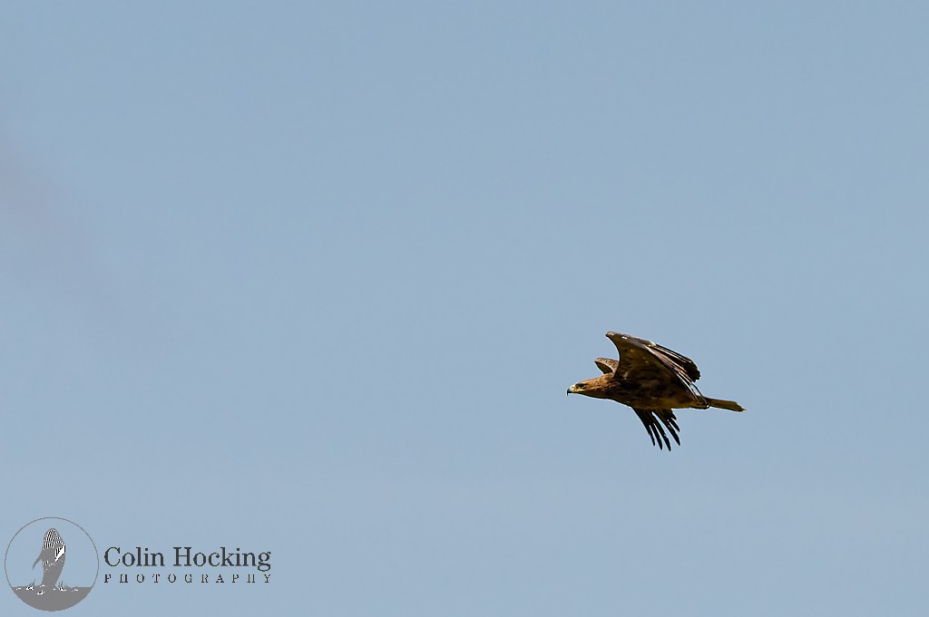 Tawny Eagle - ML638157821