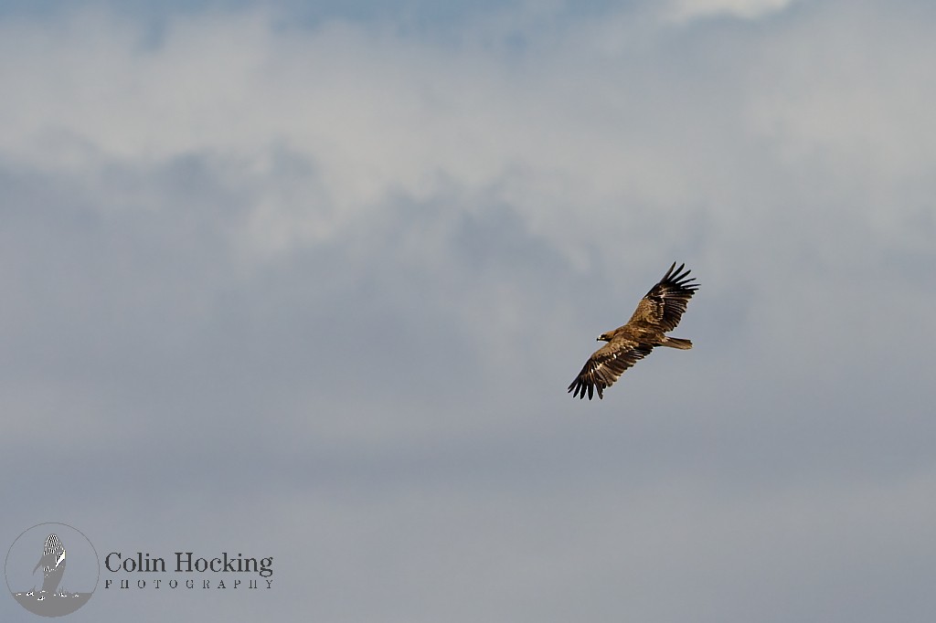 Tawny Eagle - ML638157822