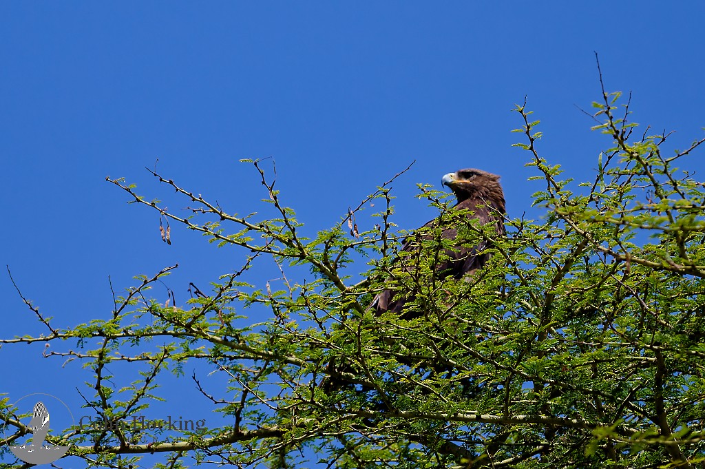 Tawny Eagle - ML638157823