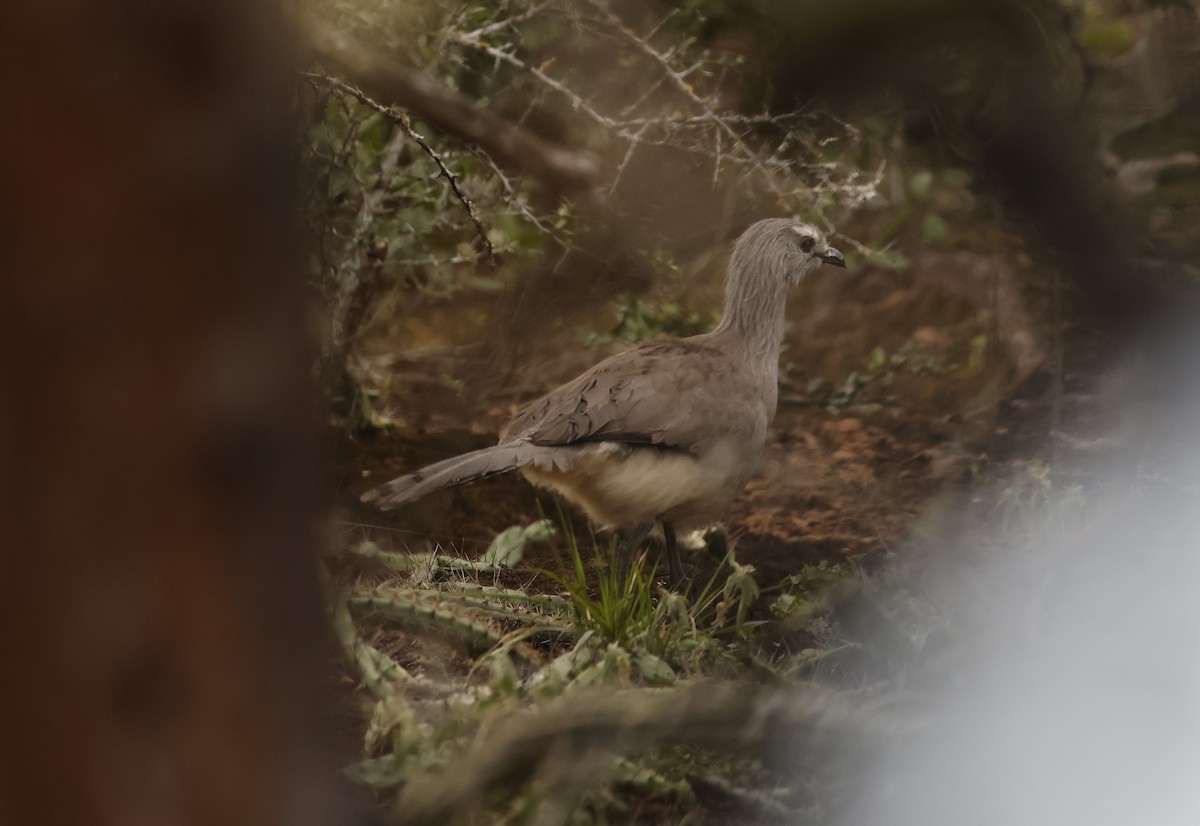 Cariama de Burmeister - ML638157834