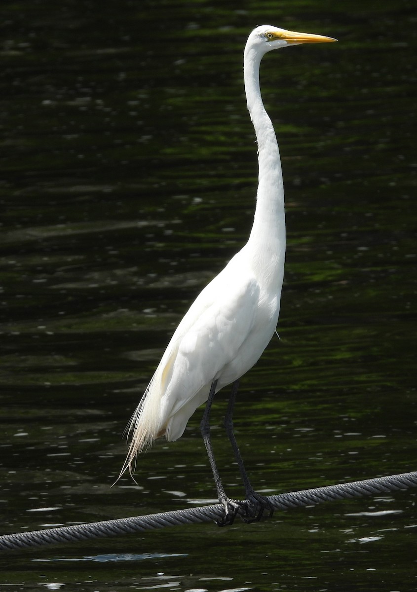 Grande Aigrette - ML638157873