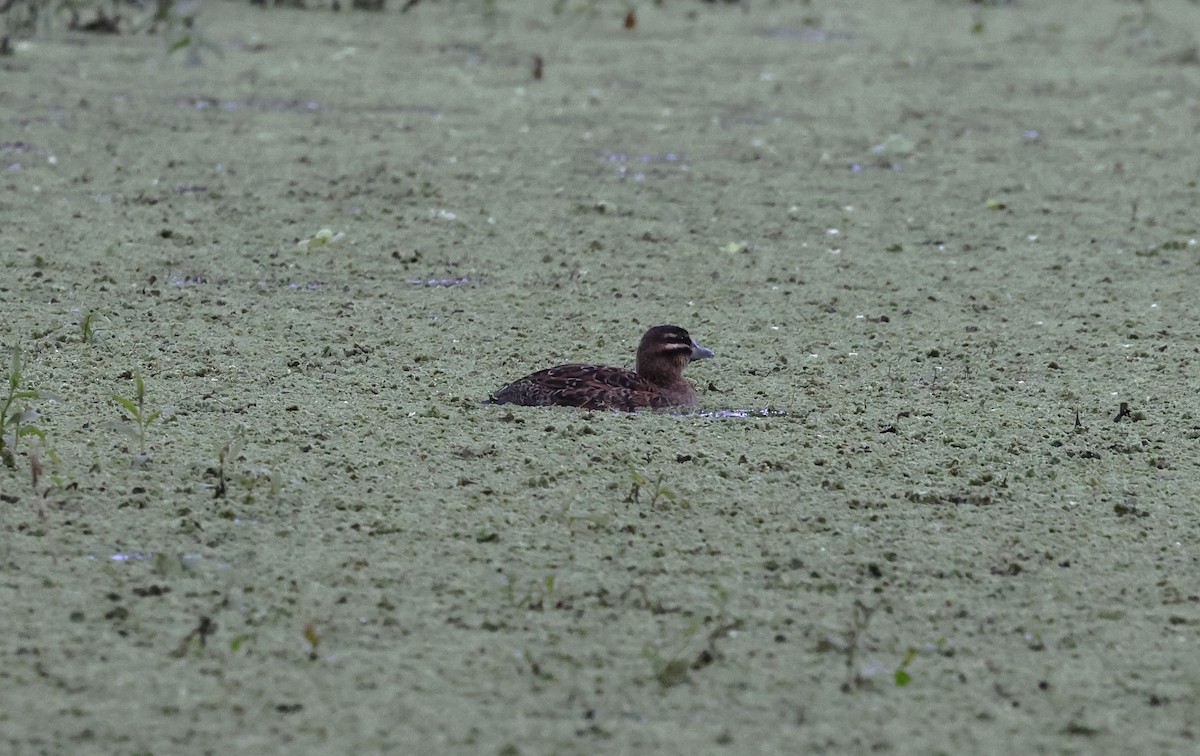 Masked Duck - ML638157876