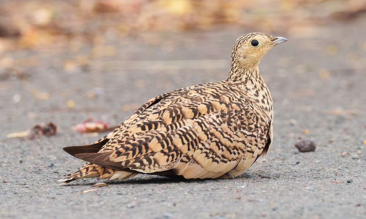Chestnut-bellied Sandgrouse - ML638157885