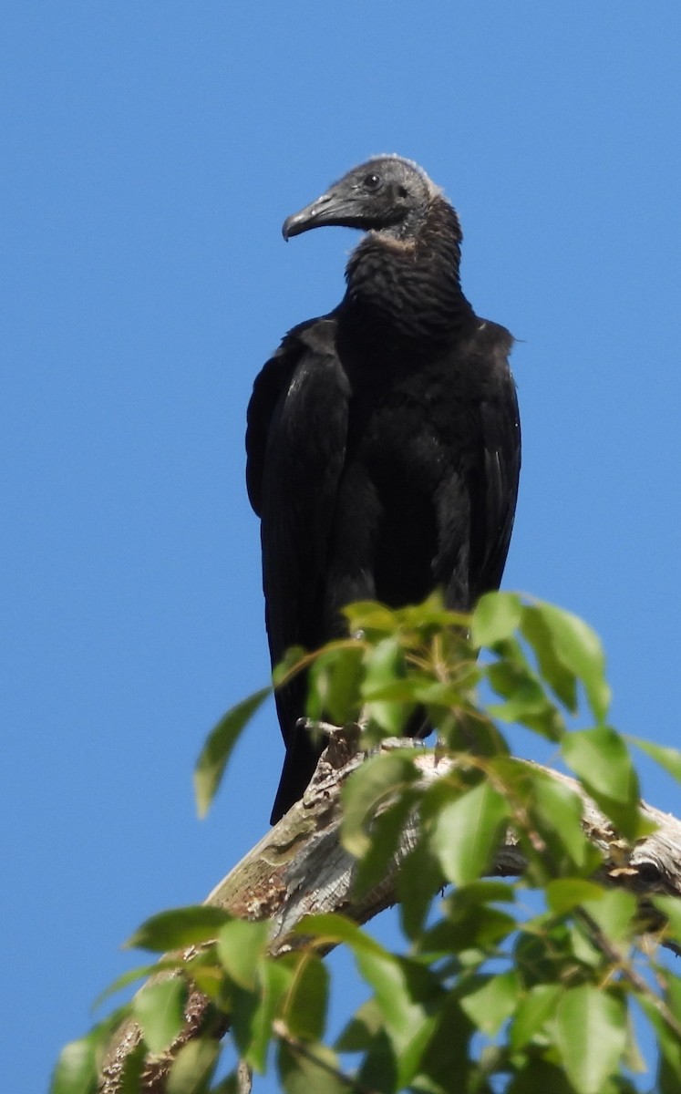 Urubu noir - ML638157889