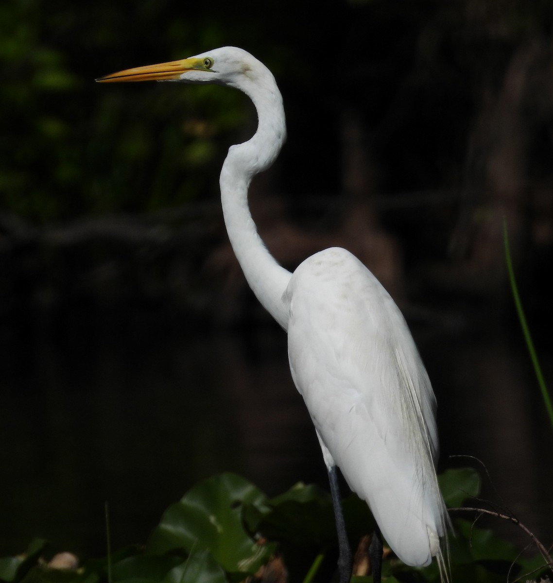 Grande Aigrette - ML638157905