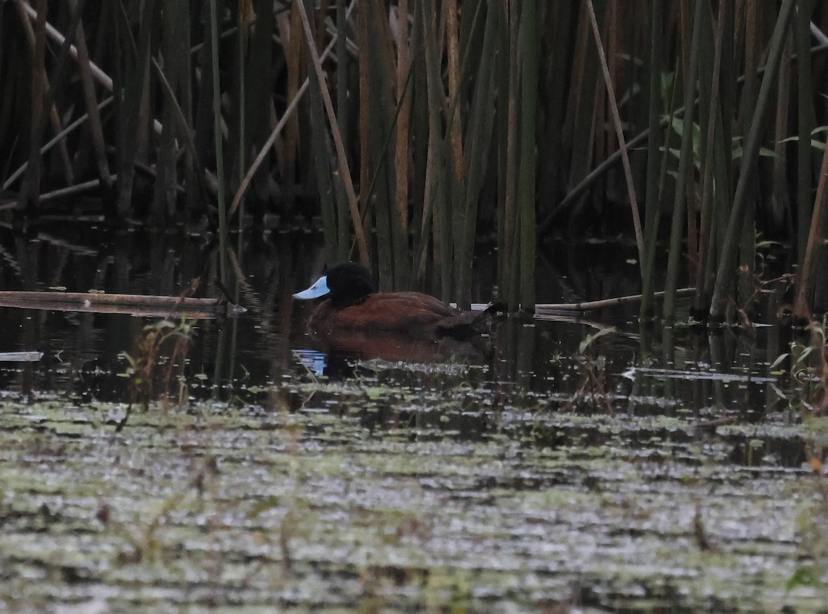 Masked Duck - ML638157950