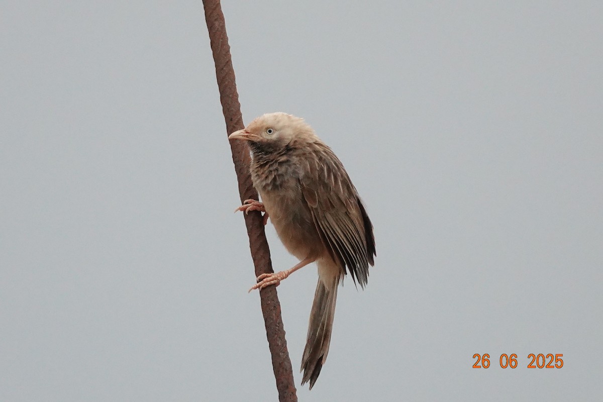 Yellow-billed Babbler - ML638157959