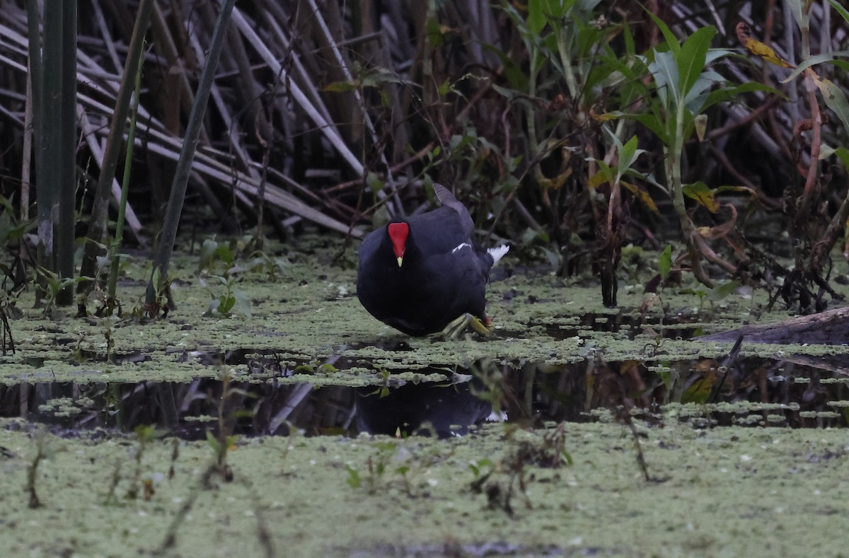 Gallinule d'Amérique - ML638157963