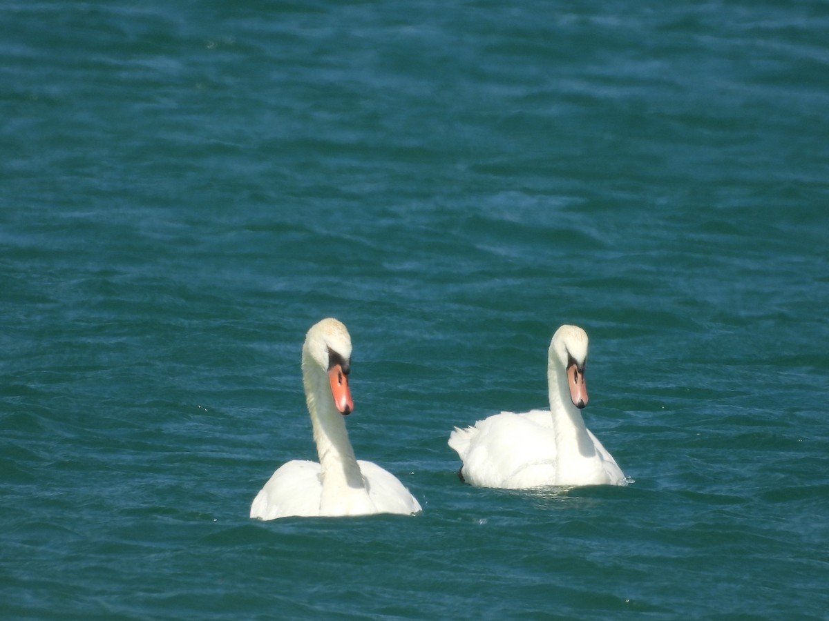 Mute Swan - ML638158043