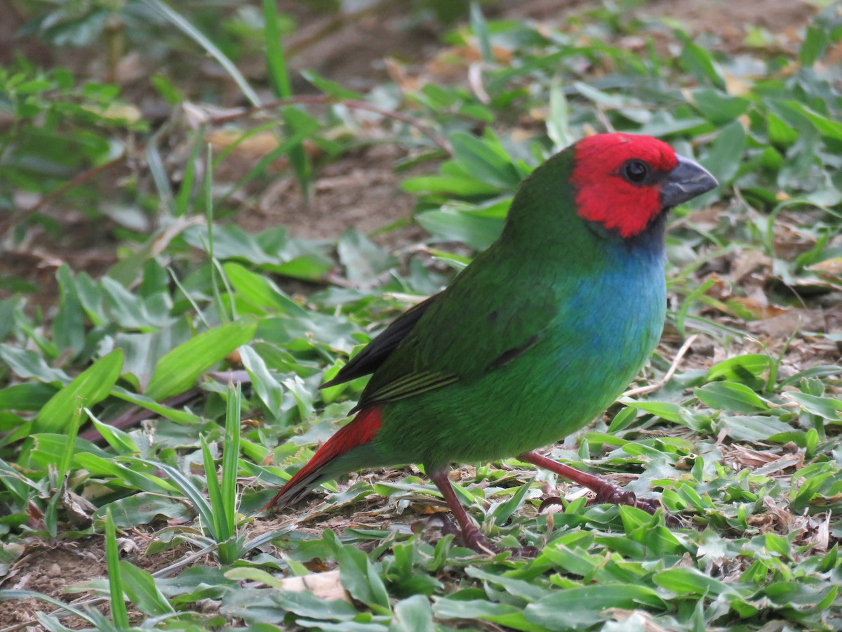 Fiji Parrotfinch - ML638158093