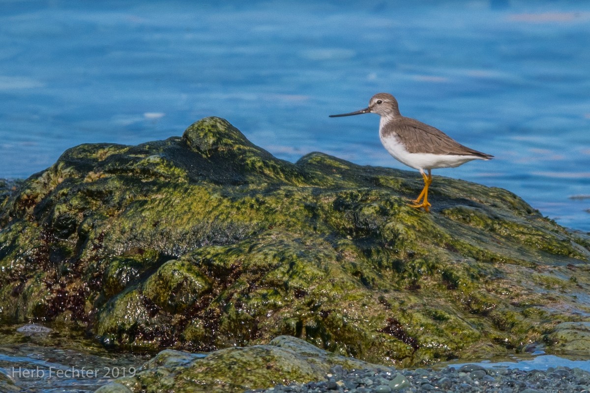 Terek Sandpiper - ML638158096