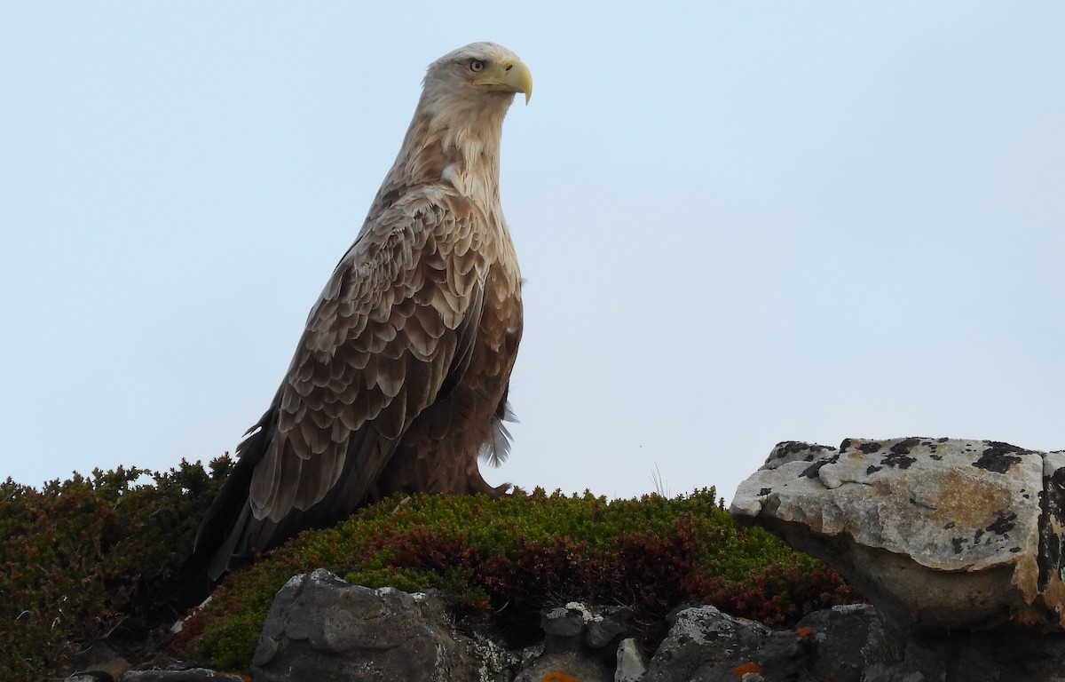 White-tailed Eagle - ML638158102
