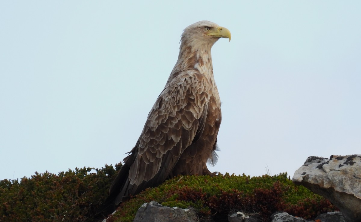 White-tailed Eagle - ML638158112