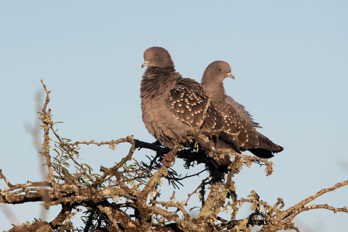 Spot-winged Pigeon - ML638158116