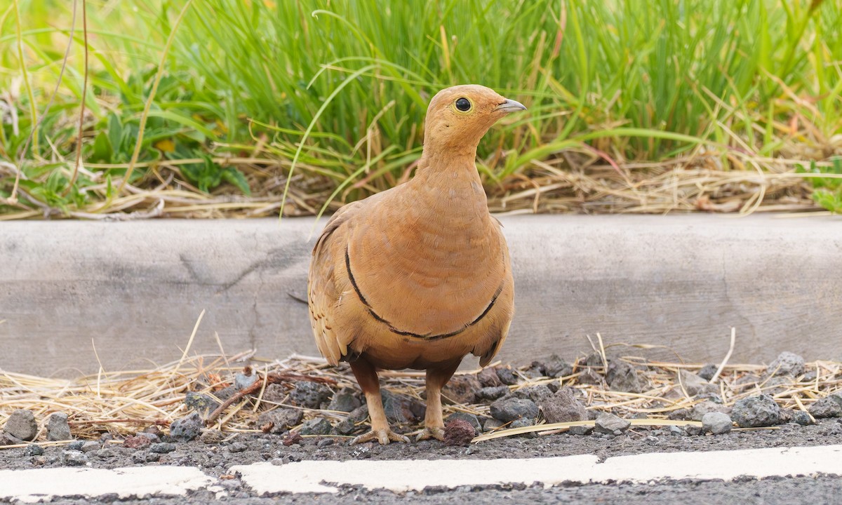 Chestnut-bellied Sandgrouse - ML638158117