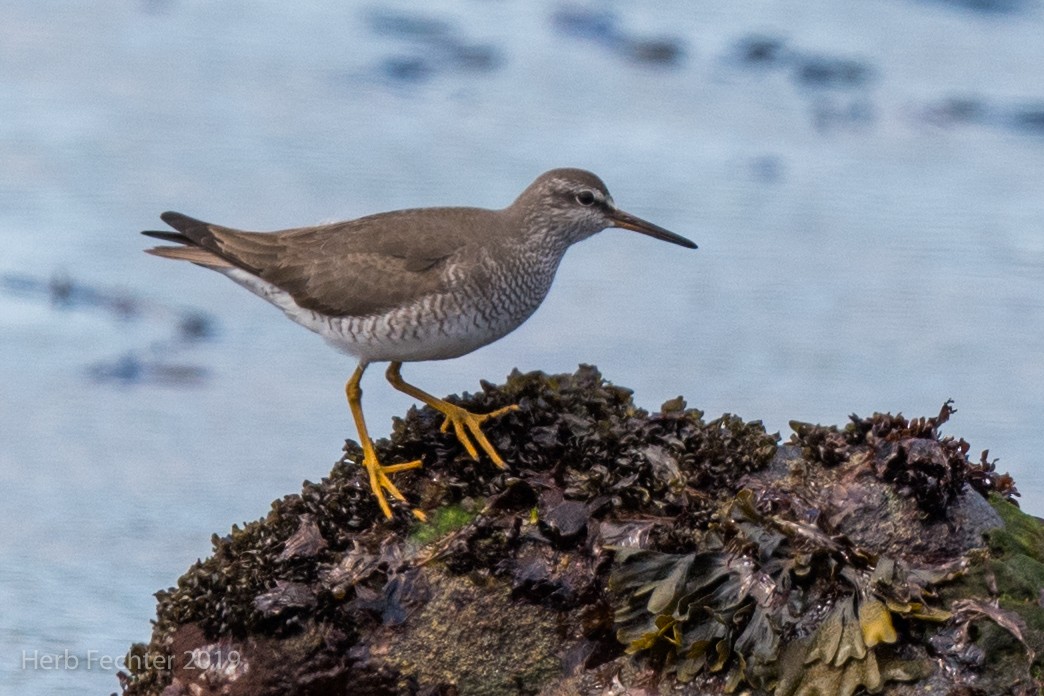 Gray-tailed Tattler - ML638158120
