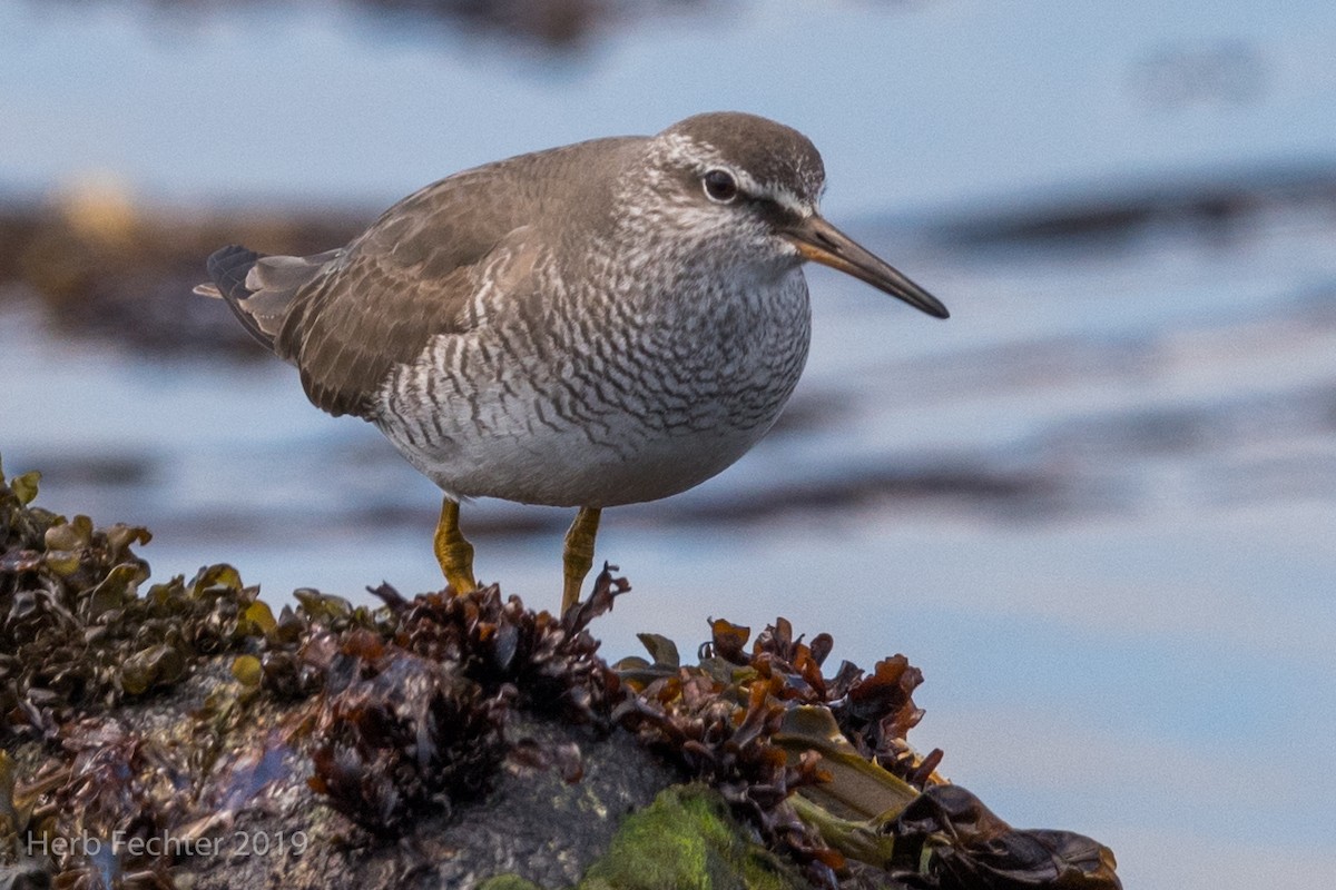 Gray-tailed Tattler - ML638158122
