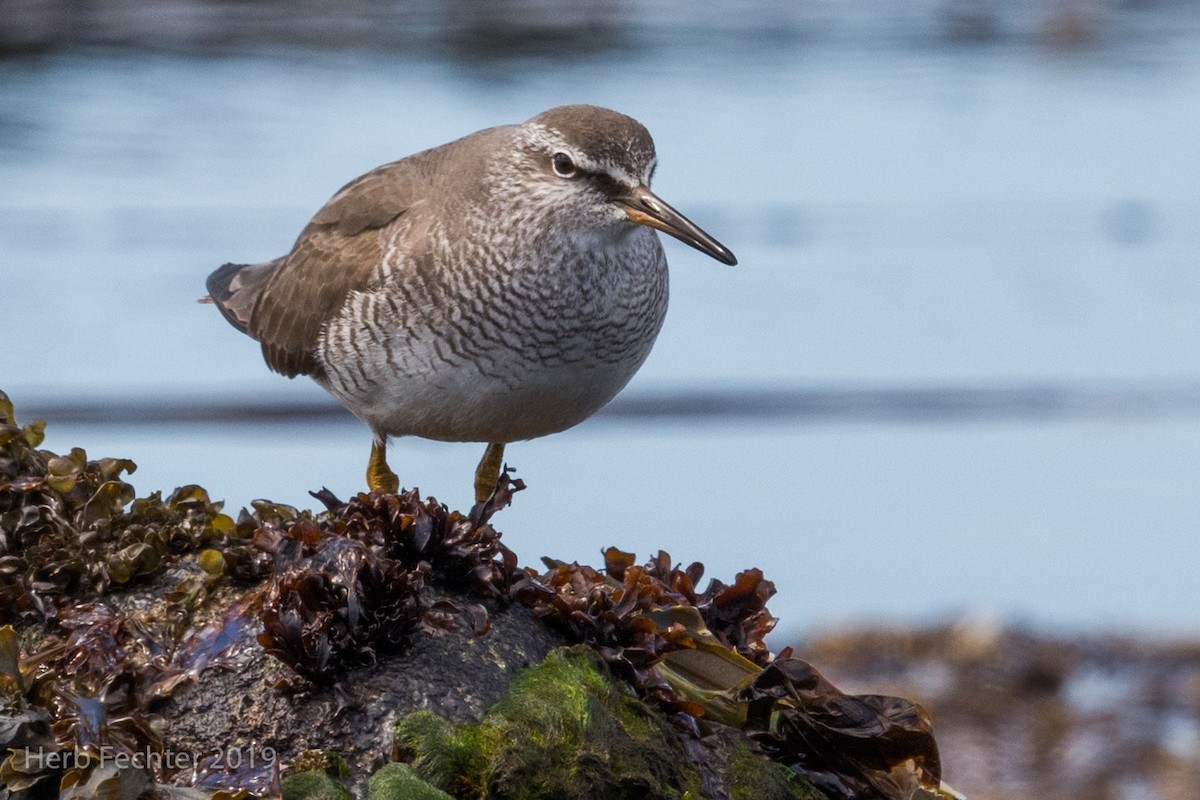 Gray-tailed Tattler - ML638158124