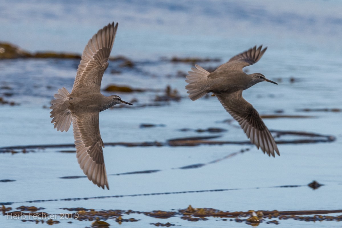 Gray-tailed Tattler - ML638158125