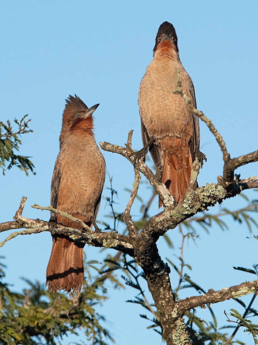 Brown Cacholote - ML638158126