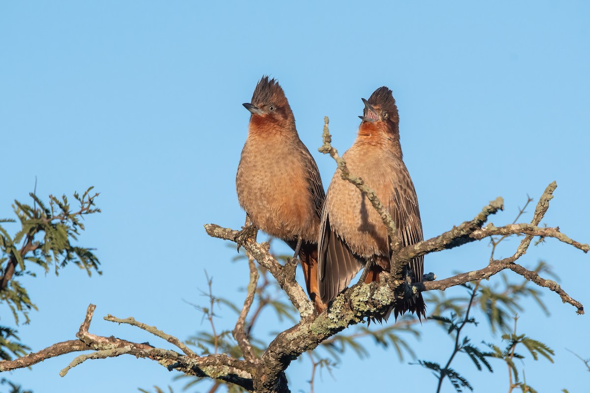 Brown Cacholote - ML638158127