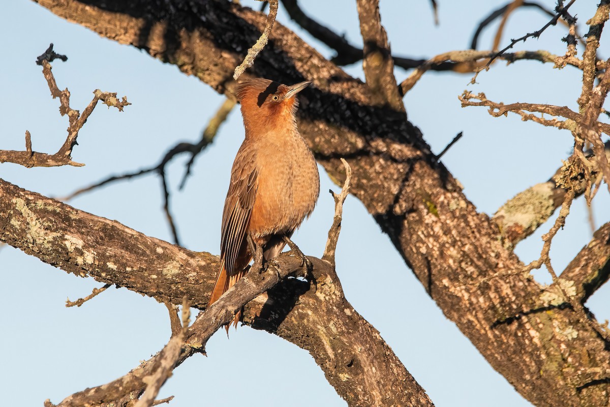 Brown Cacholote - ML638158130