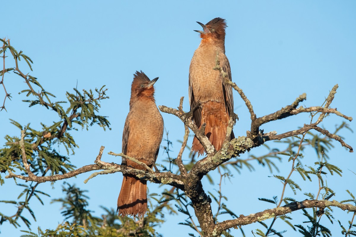 Brown Cacholote - ML638158131