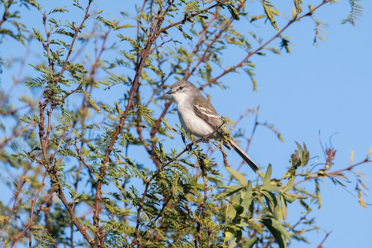 Suiriri Flycatcher - ML638158166