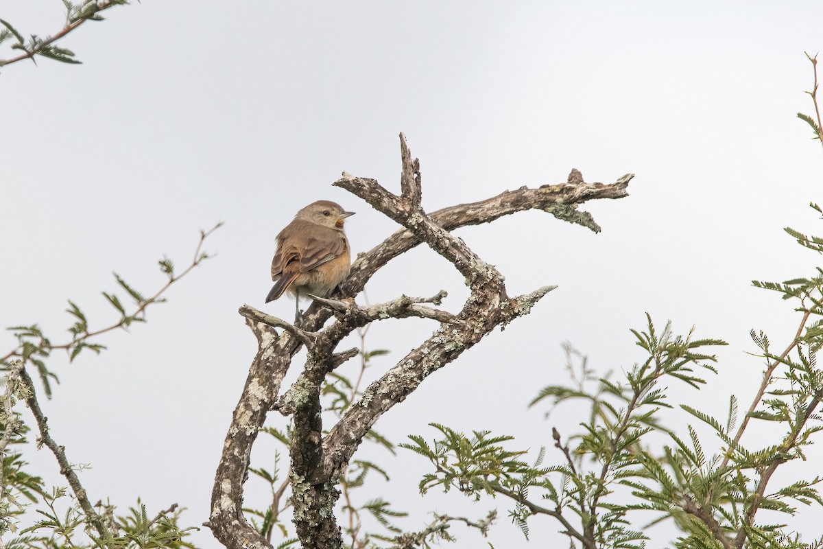 Short-billed Canastero - ML638158179
