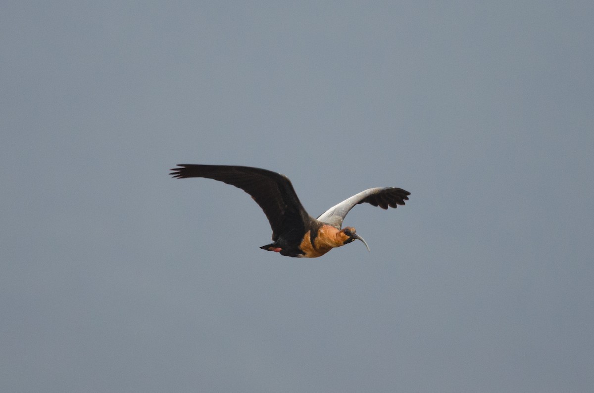 ibis laločnatý - ML638158193