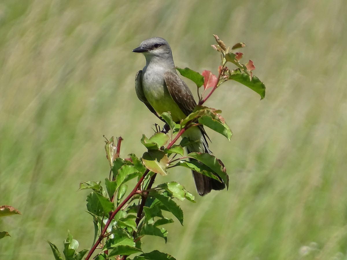 Western Kingbird - ML638158220