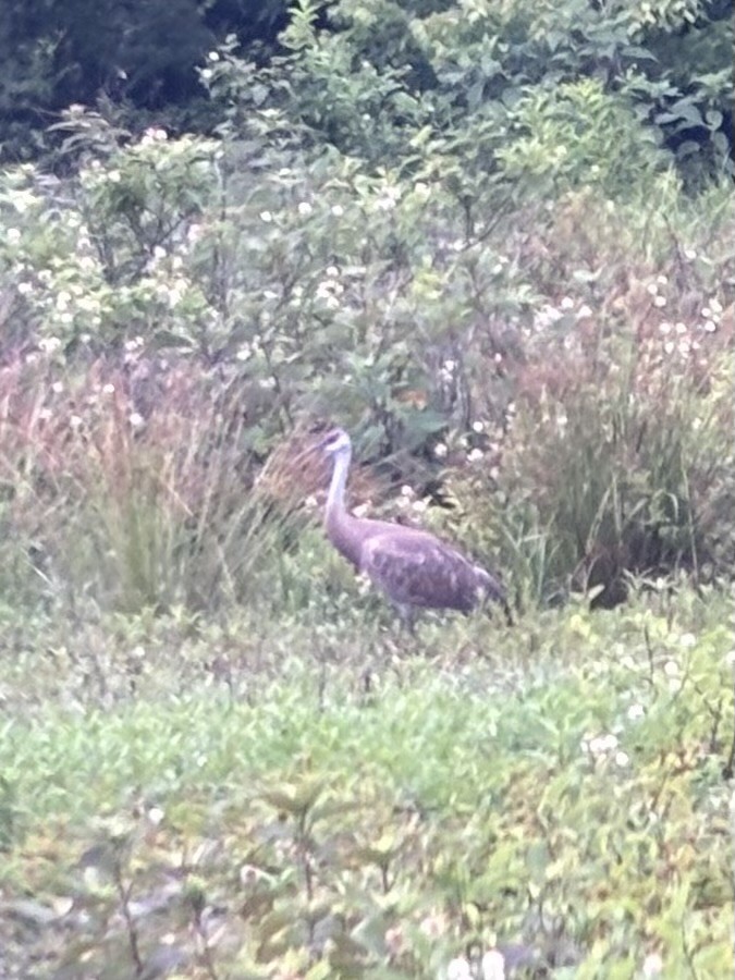 Sandhill Crane - ML638158243