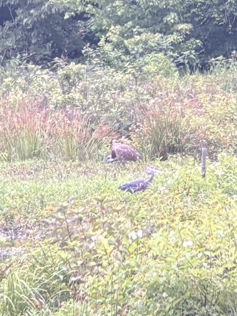 Sandhill Crane - ML638158244