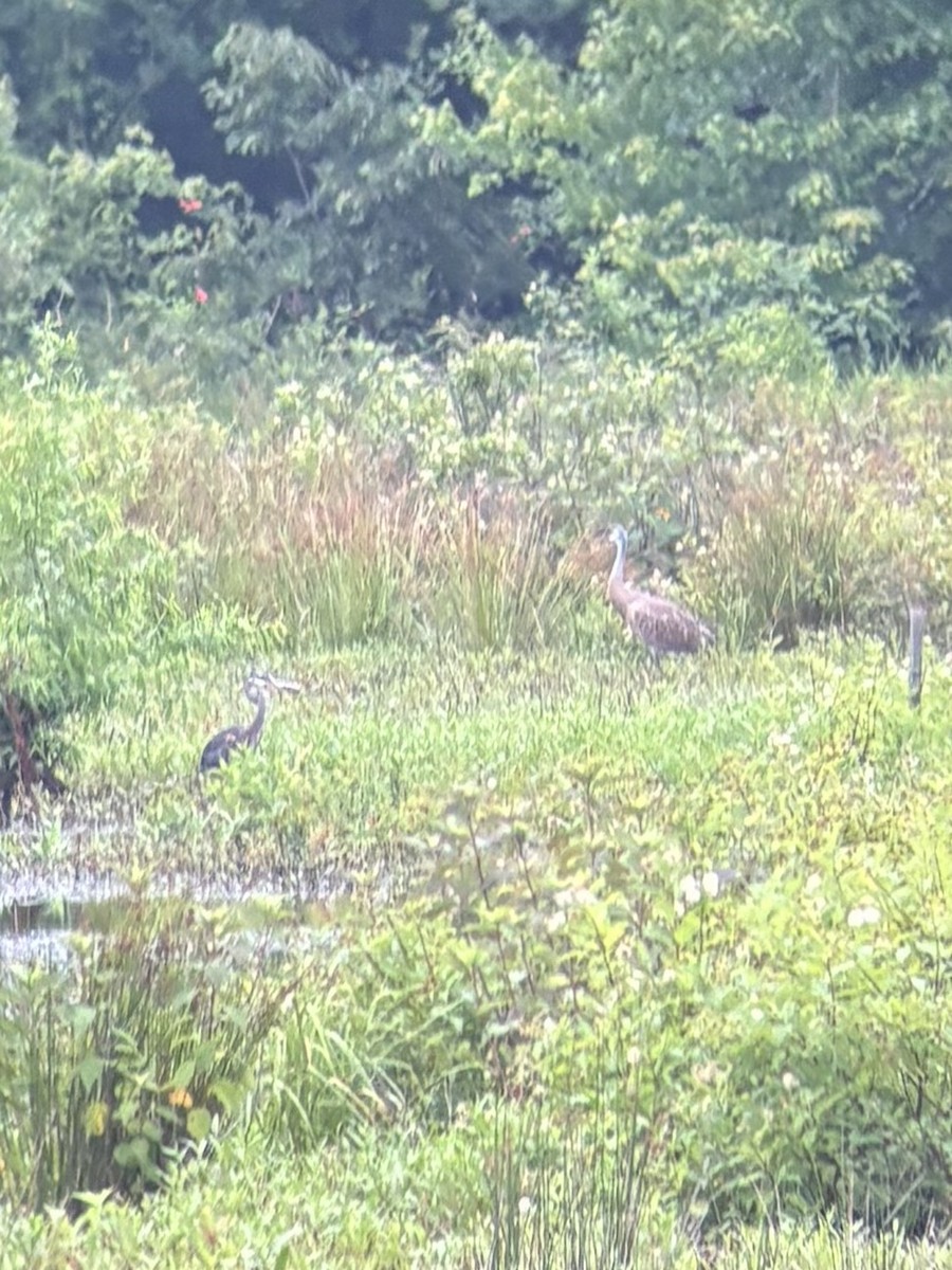 Sandhill Crane - ML638158245