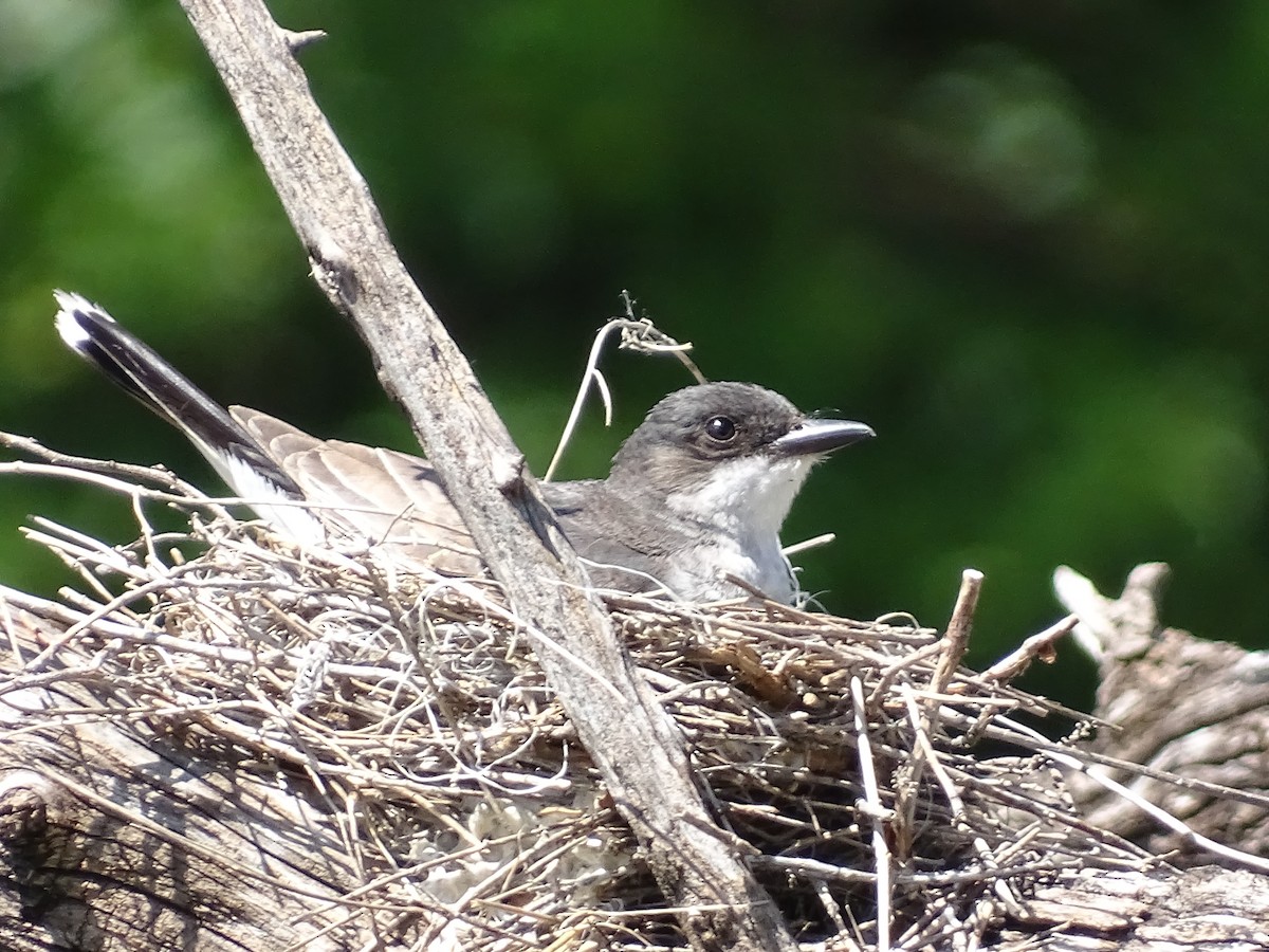 Eastern Kingbird - ML638158249