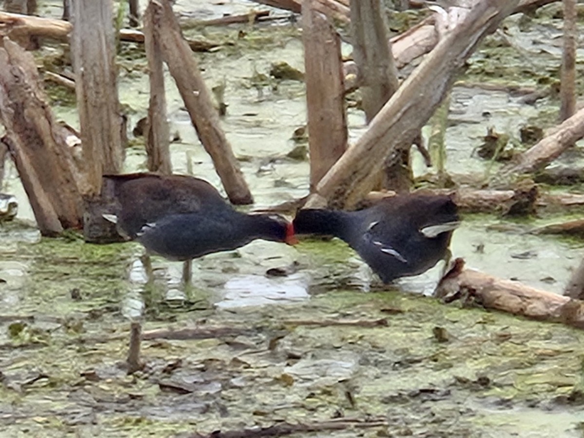 Common Gallinule - ML638158250