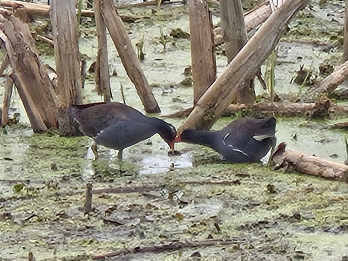 Common Gallinule - ML638158251