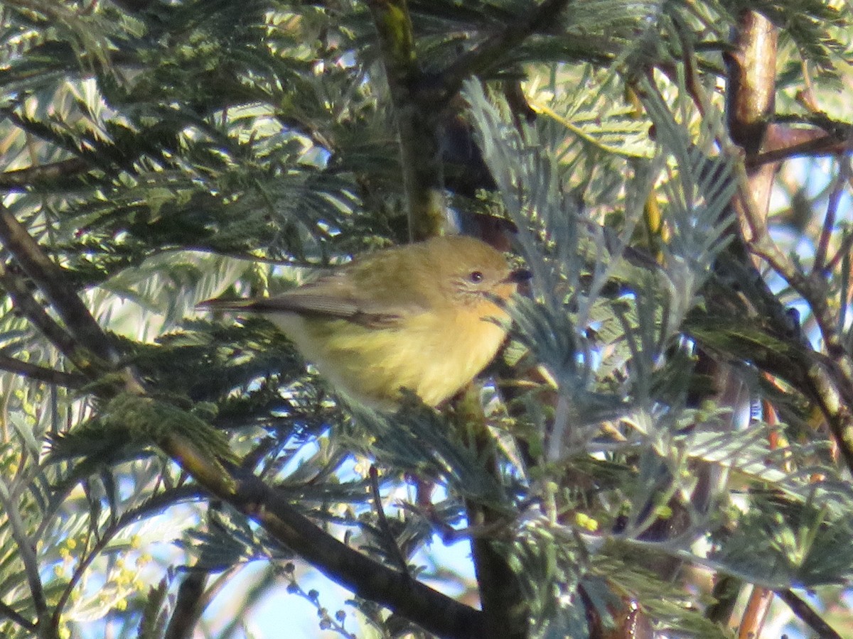 Yellow Thornbill - ML638158261
