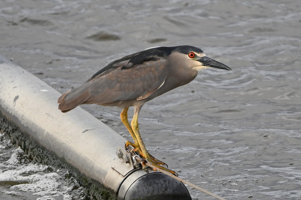 Black-crowned Night Heron - ML638158271