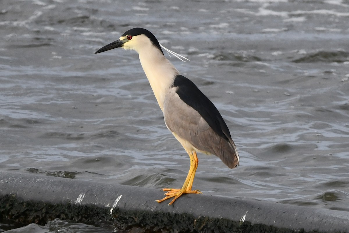 Black-crowned Night Heron - ML638158272