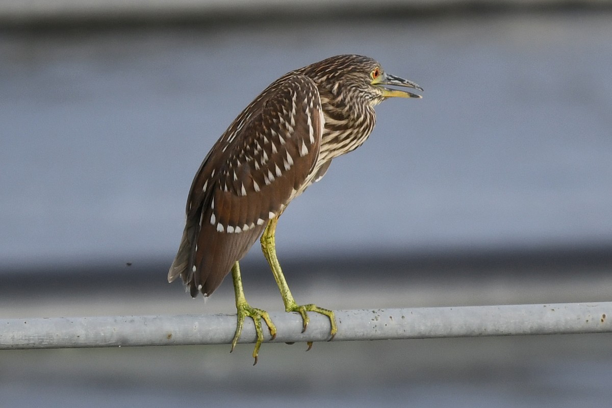 Black-crowned Night Heron - ML638158273