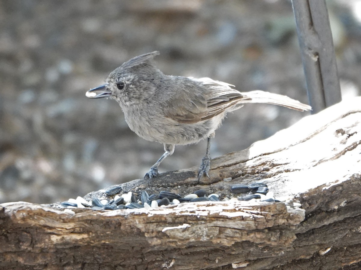 Juniper Titmouse - ML638158274