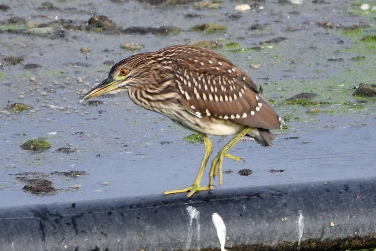Black-crowned Night Heron - ML638158275