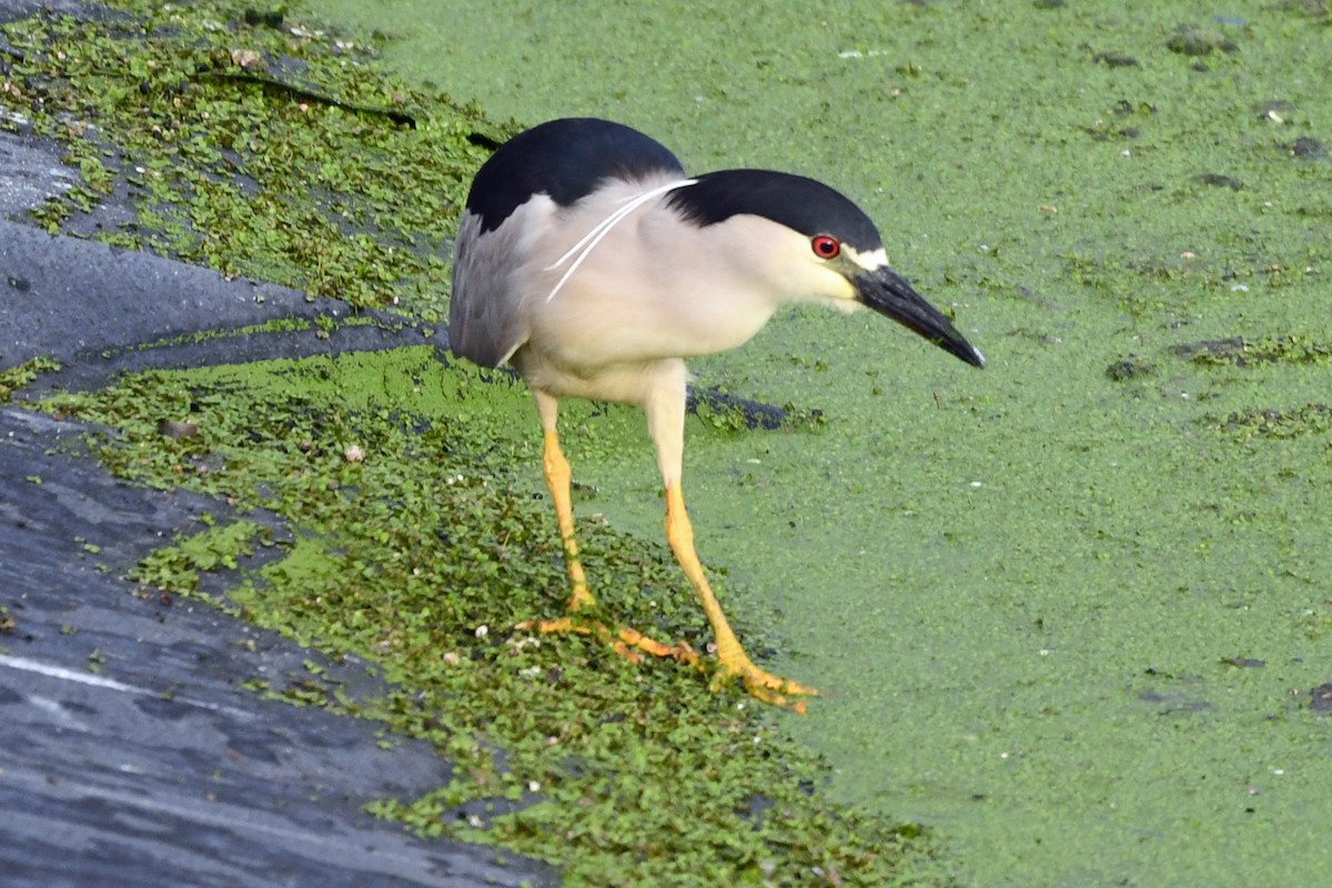 Black-crowned Night Heron - ML638158276