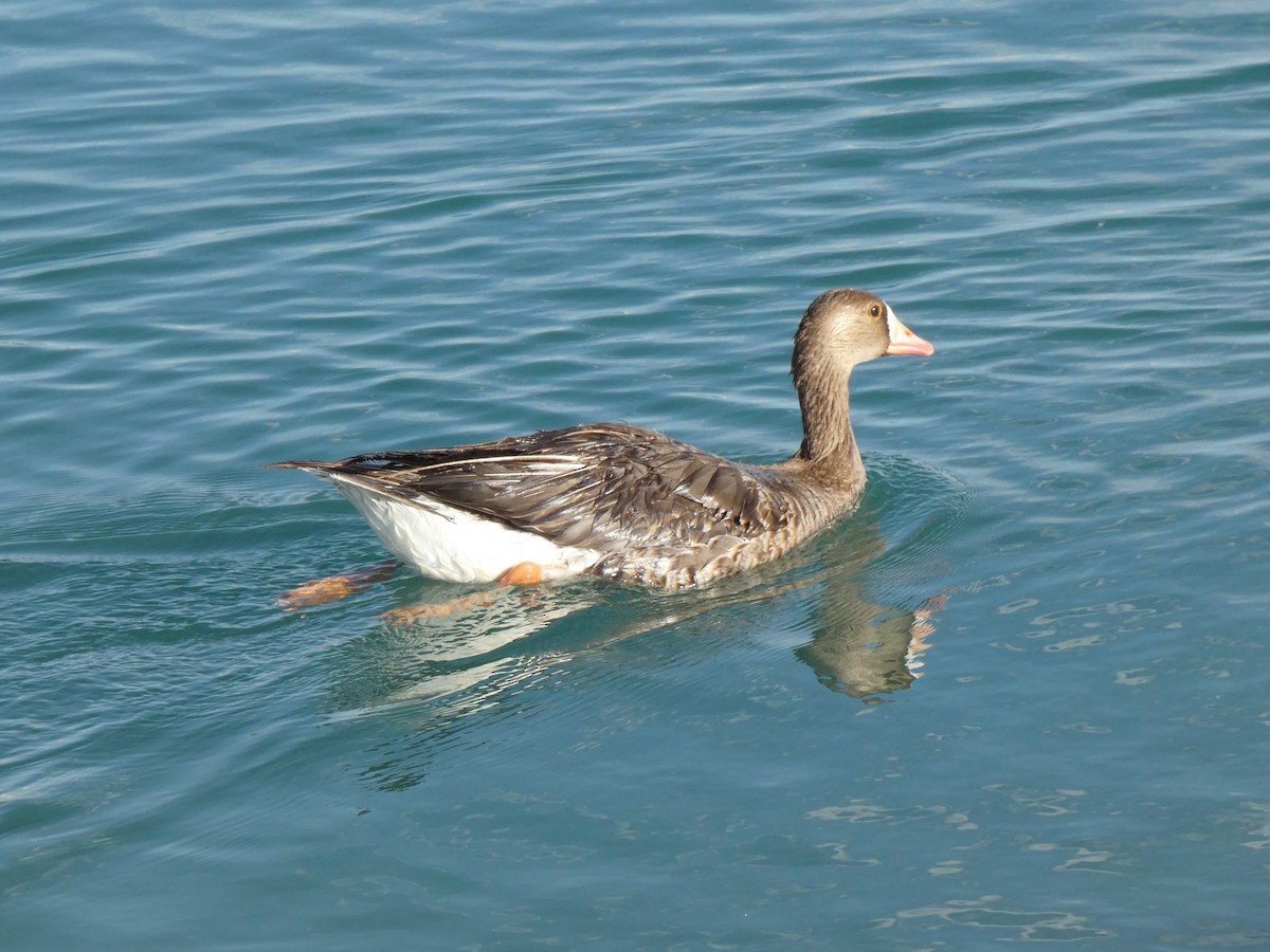 Greater White-fronted Goose - ML638158278