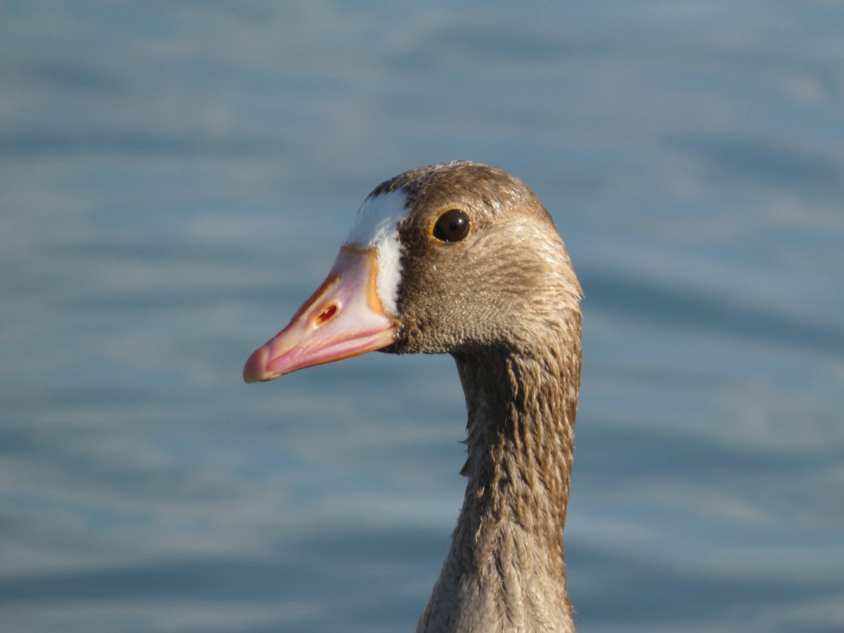 Greater White-fronted Goose - ML638158279