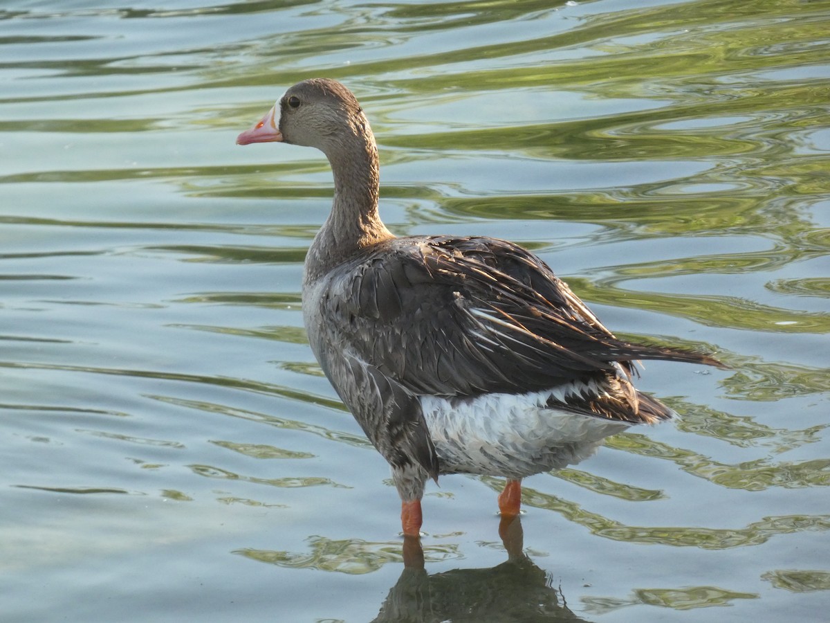 Greater White-fronted Goose - ML638158280