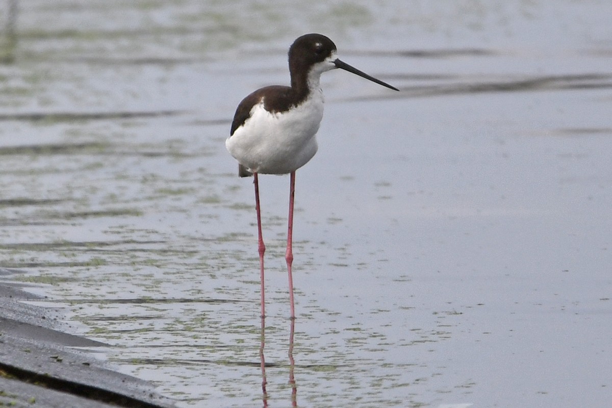 Black-necked Stilt - ML638158288