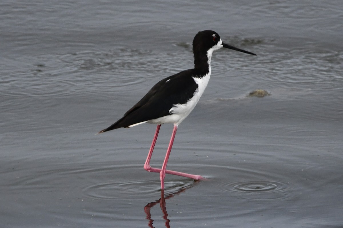 Black-necked Stilt - ML638158289